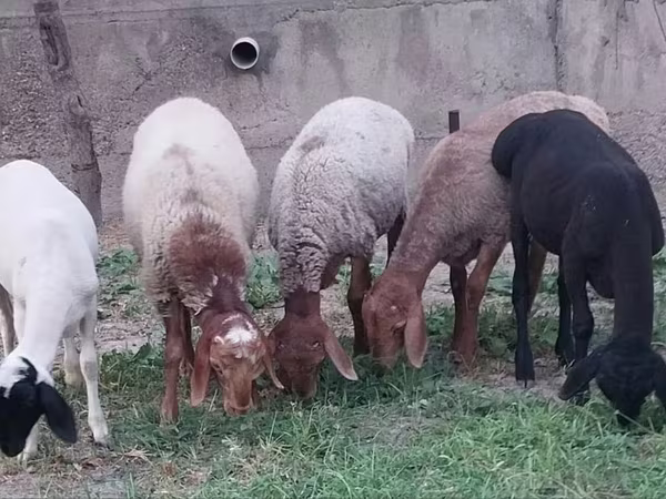 公羊, Sheep