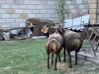 Schaf, Arashan sheep — Foto 3