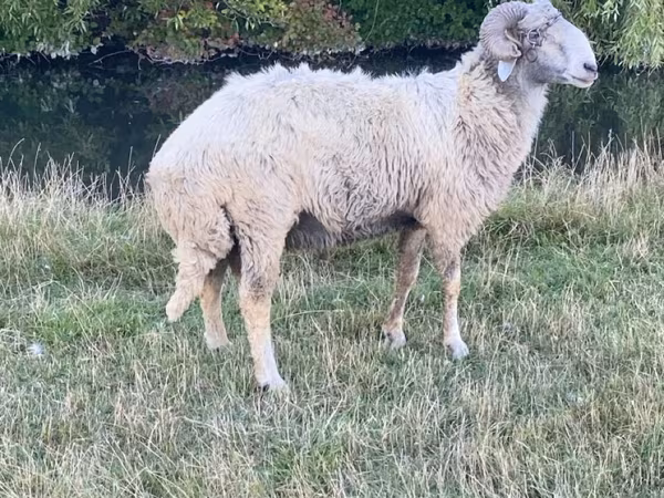 Carnero, Karakul sheep