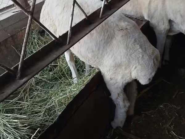 भेड़, भेड़ — उज़्बेकिस्तान