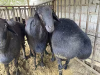 Carnero, Hissar sheep — foto 7