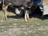 Bull, Cattle — photo 2