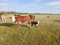 Сиыр, Latvian Blue cattle — 1-сурет