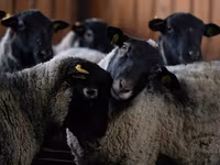 Widder, Romanov sheep — Foto 1