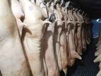 Осоо ПромАгро Оптовая продажа мясо свинины в пол тушахСубпродукты — फ़ोटो 3