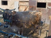 母牛, Swiss cattle — 照片 2