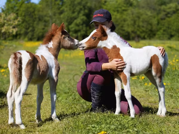 حصان, American shetland pony