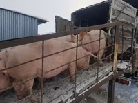 Eber, Schweine — Foto 5