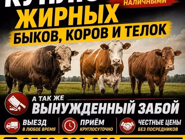 Бұқа, Ірі қара