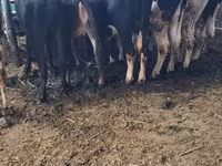 Cow, Swiss cattle — photo 4