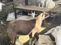 Ешкі, LaMancha goats — 3-сурет