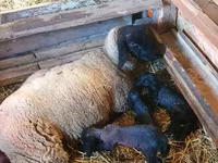 كبش, Dorper sheep — الصورة 3