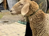 Қой, Arashan sheep — 2-сурет