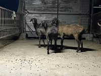 Sheep, Hissar sheep — photo 2