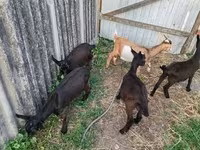 Cabra, Cabras — foto 2