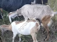 बकरी, Nubian Goat — फ़ोटो 2