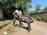 Қой, Arashan sheep — 5-сурет