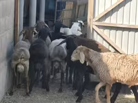 Ram, Hissar sheep — photo 1