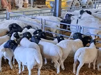 Қошқар, Dorper sheep — 2-сурет