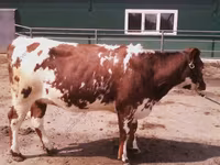 Cow, Swiss cattle — photo 5
