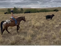 Айғыр, Horses of Sable Island — 7-сурет