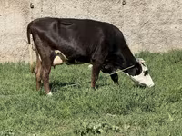 Сиыр, Ірі қара — 6-сурет