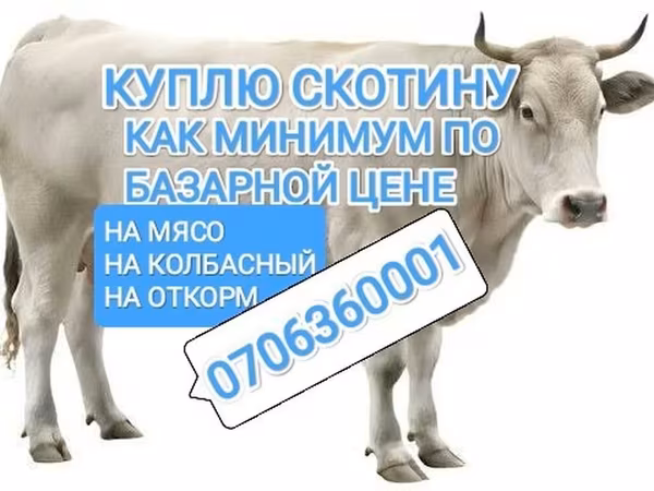 Бұқа, Ірі қара