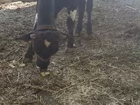 Bull, Cattle — photo 1