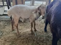 Ram, Sheep — photo 3