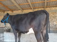 Cow, Holstein breed — photo 1