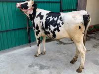 Cow, Holstein breed — photo 1
