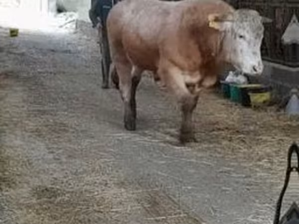 Бұқа, Blonde d’Aquitane cattle