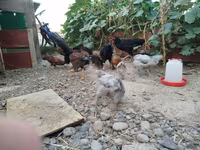 Chickens — photo 1