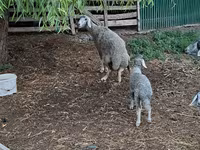 Қошқар, Қойлар — 2-сурет