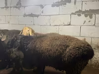Қошқар, Arashan sheep — 6-сурет