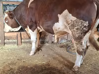 Бұқа, Simmental cattle — 4-сурет
