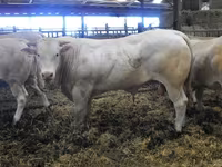 Бұқа, Blonde d’Aquitane cattle — 5-сурет