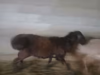كبش, الأغنام — الصورة 5