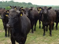 Kuh, Simmental cattle — Foto 5