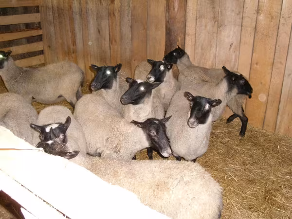 भेड़, Romanov sheep — रूस