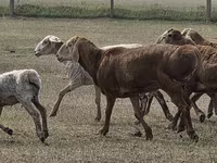 Қошқар, Hissar sheep — 5-сурет