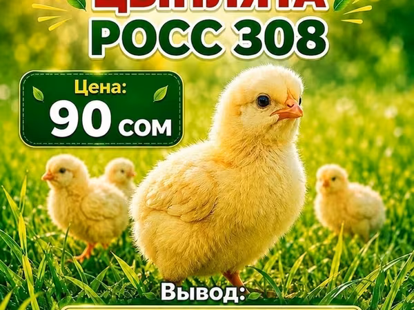 Росс 308