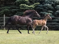 Hengst, Rocky Mountain Horse — Foto 2