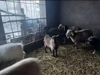 Ziege, Alpine goat — Foto 5