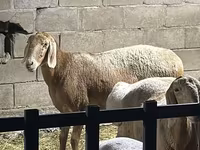 Қошқар, Hissar sheep — 1-сурет