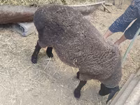 Oveja, Saryarka sheep — foto 4