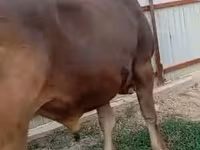Bull, Swiss cattle — photo 4