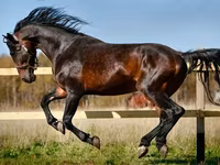 Stute, Horse breed — Foto 1