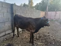 Бұқа, Ірі қара — 1-сурет