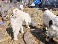 公山羊, Saanen goat — 照片 3